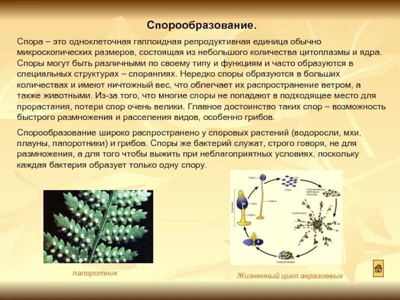 Спорообразование у растений. Споруляция размножение. Спорообразование бесполое размножение. Спорообразование размножение примеры. Функция спор грибов