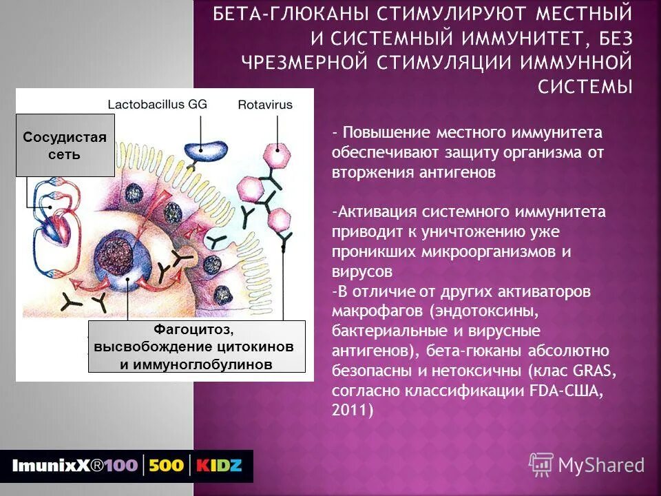 Бета глюканы что это такое