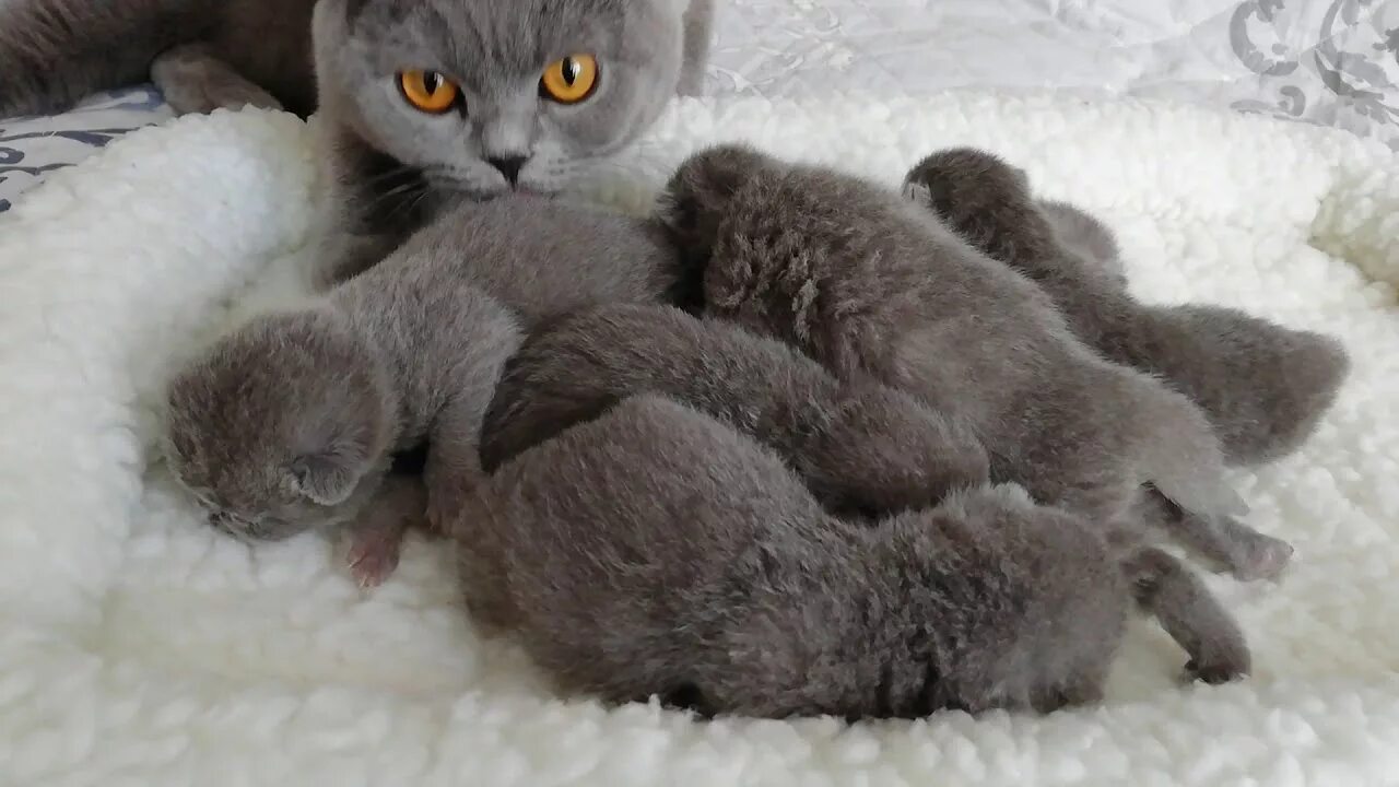 Голубым британским котятам 6 недель, Litter-B2 - 15 Января 2017 - Блог - Питомни