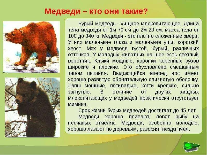 Сообщение о медведе 2 класс. Доклад о медведях. сообщение о медведе. рассказ о медведе. сообщение о буром медведе.
