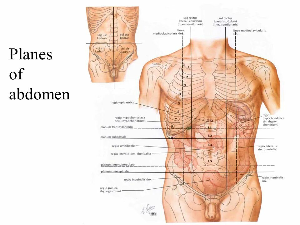 Анатомия живота мужчины спереди. Строение органов у женщин внизу живота слева. Анатомические области живота человека. Строение нижней части живота.