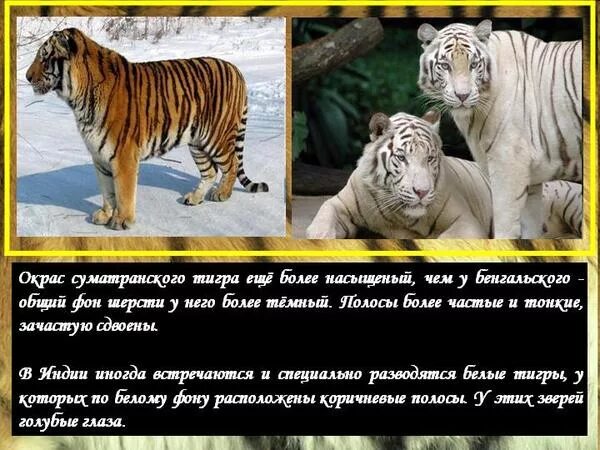 Придумай свои вопросы типа почему тигр полосатый. Почему тигр полосатый. почему тигр полосатый исследовательская работа. почему у тигра полоски.