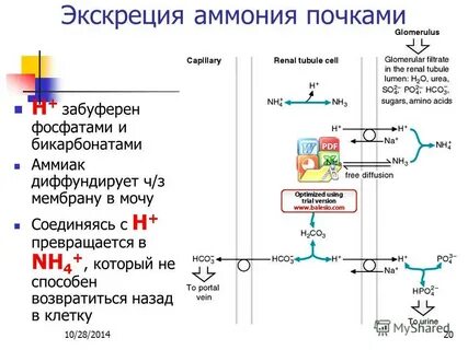 Биохимия почек