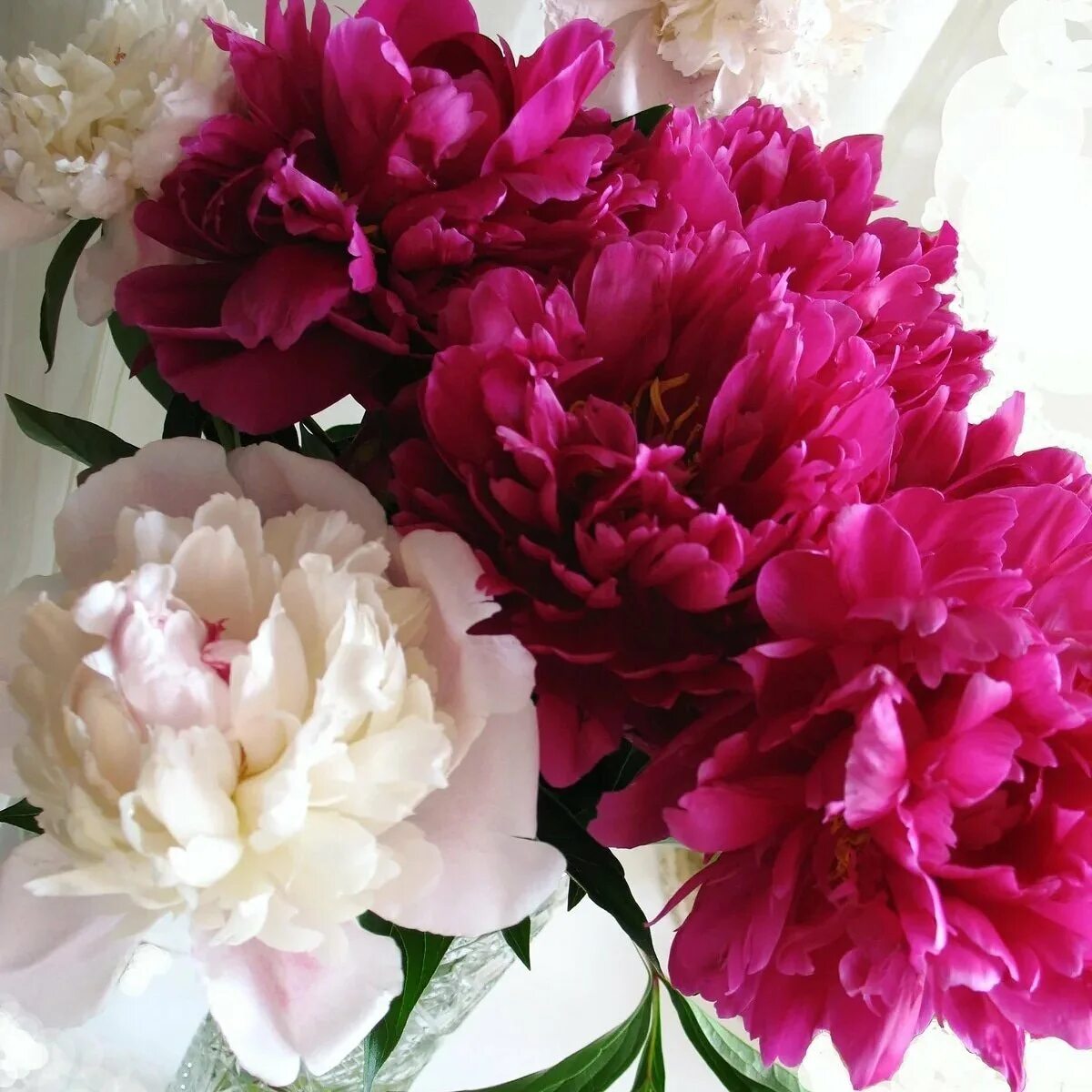 Букет 15 пионов. Цветы пионы живые. Пиони пинк (peony pink). Пионы обложка. Пион весенняя палитра.
