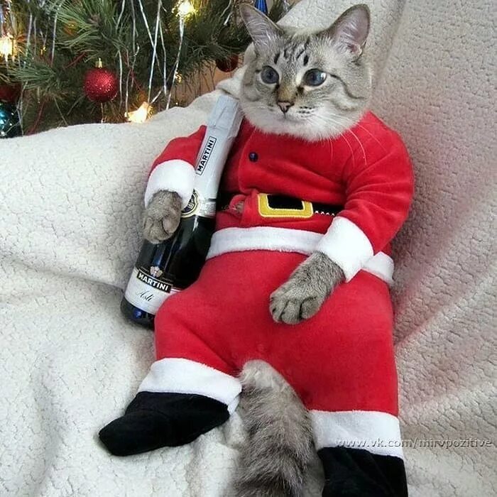 Коте дед мороз. Кот в костюме санта клауса. кот дед. котики в костюмах деда мороза с едой. котики в костюмах деда мороза с едой и с озвучкой.