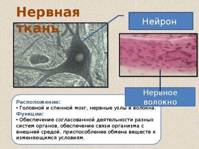 Расположение нервной ткани. Нервная ткань расположение и функции. Расположение нервной ткани в организме человека. Нервная ткань ткань расположение. Местоположение клетки