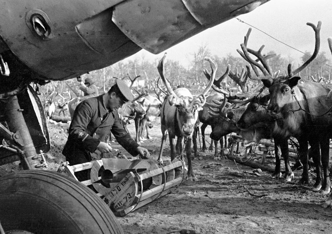 Инженерные войска в вов 1941-1945г. Оленно-транспортные батальоны в годы вов. Трубоходы вов. Трубоходы вов. Форсирование одера 1945.