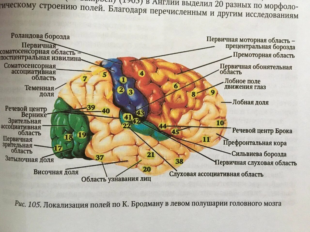 Теменная область поражения. Сильвиева борозда мозга. Головной мозг борозды роландова. Доли борозды и извилины мозга. Борозды доли извилины коры головного мозга.