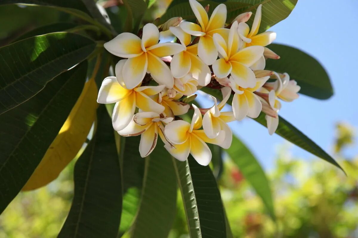 Манго дерево цветет. Плюмерия Франжипани манго. Цветок Тайланда Франжипани. Дерево манго Тайланд.
