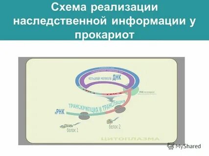 Последовательность реализации наследственной информации