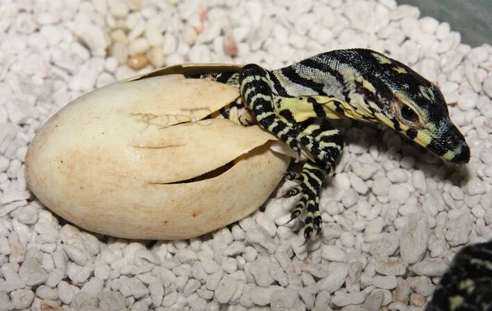 оболочка яйца пресмыкающихся предохраняет. внутреннее строение пресмыкающихся размножение. размножение пресмыкающихся. кожистая болотная черепаха. размножение рептилий.