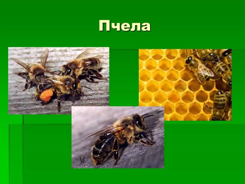 Укусы насекомых и защита от них обж. Пчела для презентации. Презентация насекомое пчела.