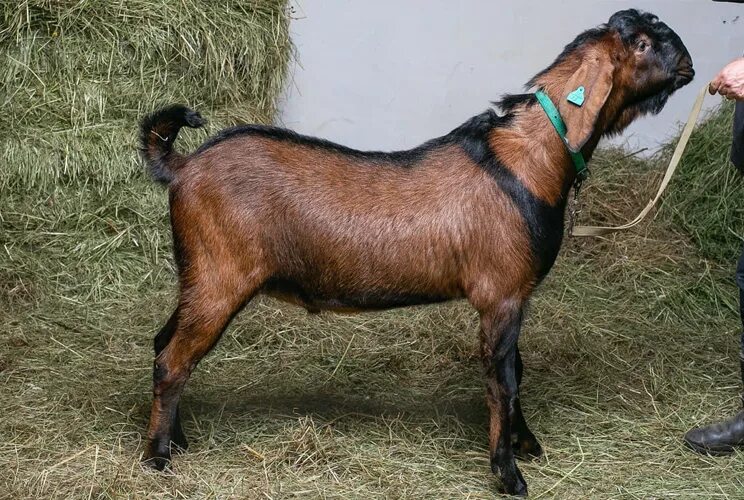 Коза нубийской породы описание породы цена. Англо нубийский козел. Нубийские козы козел. Козел англо нубийские козы. 100 Процентная нубийская коза.