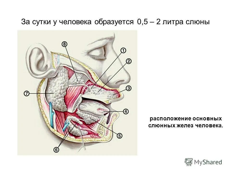 Слюноотделение где