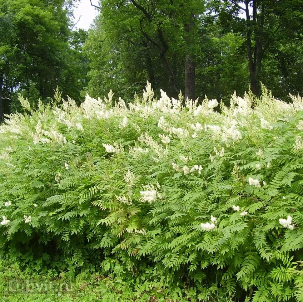 Рябинник рябинолистный Сэм. Рябинник рябинолистный (Sorbaria sorbifolia). Рябинник кустарник Сэм. Рябинник рябинолистный Сэм с3.