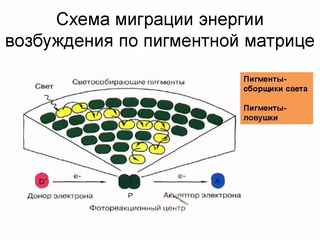 Пигмент участвовавший в фотосинтезе. Пигменты фотосистемы это что. Светособирающие пигменты. Пигменты схема. Реакционный центр хлорофилла.