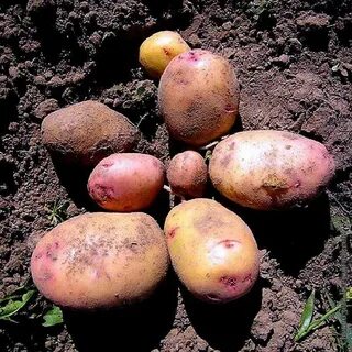 Сорт картофеля бела