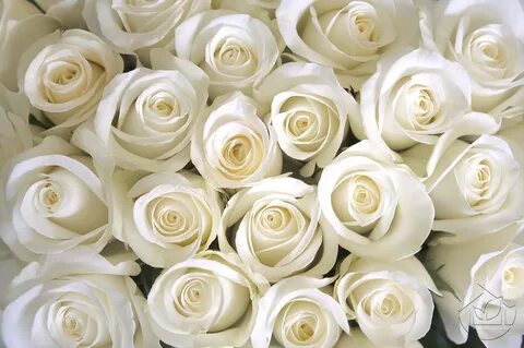 Заказать Фотообои Бутоны белых роз на стену. 