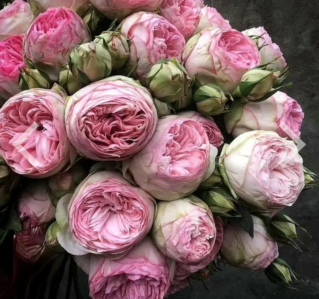 Пионовидные розы саженцы. Мэнсфилд парк кустовая пионовидная. Пионовидные розы саженцы. Пионовидные розы саженцы. Пионовидные розы саженцы.