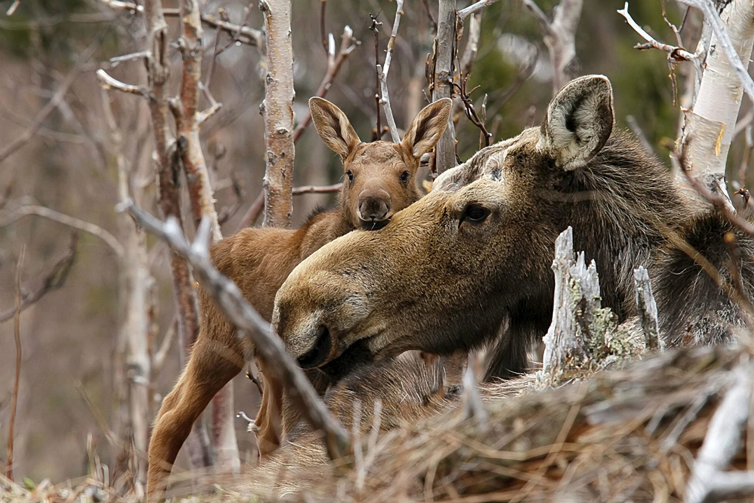 Весенний лось. Лось лосиха лосенок. Лосиха с лосенком. Животные весной. Лосиха весной.