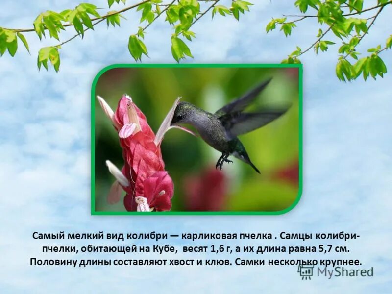 Колибри описание. Самая маленькая птица в мире с описанием. Колибри 4 класс работа с текстом. Рассказ о колибри для 3 класса. Колибри 4 класс работа с текстом.