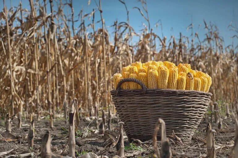 Растениеводство. Молдавия сельское хозяйство кукуруза. Плантации кукурузы Молдавия. Растениеводство кукуруза. Сбор урожая.