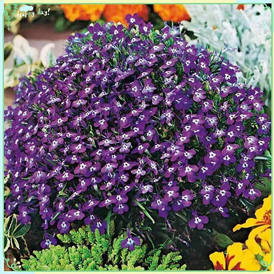 Арктотис арлекин. Многолетние цветы семенами. Однолетние цветы семена. Цинния кэнди страйп. 5 г.