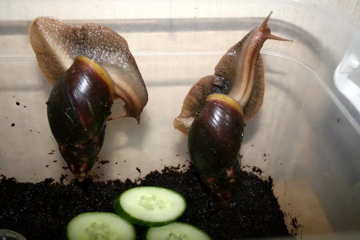 Как выглядят улитки ахатины. Африканская ахатина. Брюхоногие ахатина. Как выглядят улитки ахатины. Гигантские улитки ахатины.