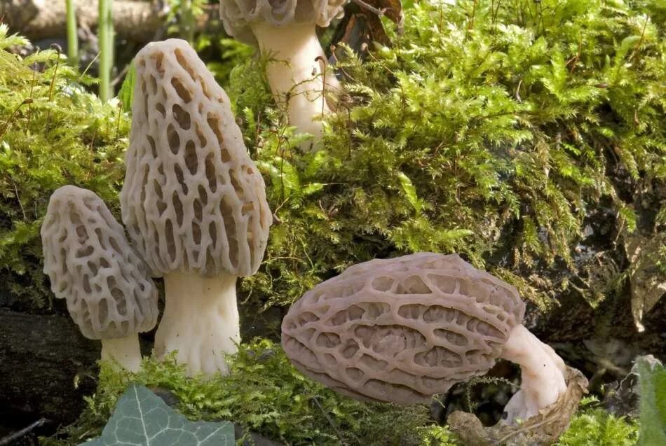 Самые ранние грибы. Сморчковая шапочка гриб. Гриб сморчок весенний гриб. Сморчок и сморчковая шапочка. Сморчки грибы съедобные.