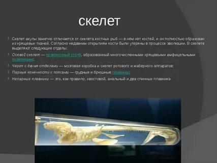 Биология 7 класс акулы