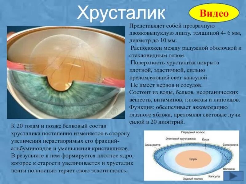 Как называют плотную структуру внутри ядра. Капсула хрусталика гистология. Хрусталик строение анатомия. Из чего состоит хрусталик глаза человека. Функция оболочки хрусталик, строение.