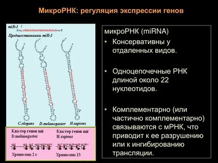 Рнк геномы
