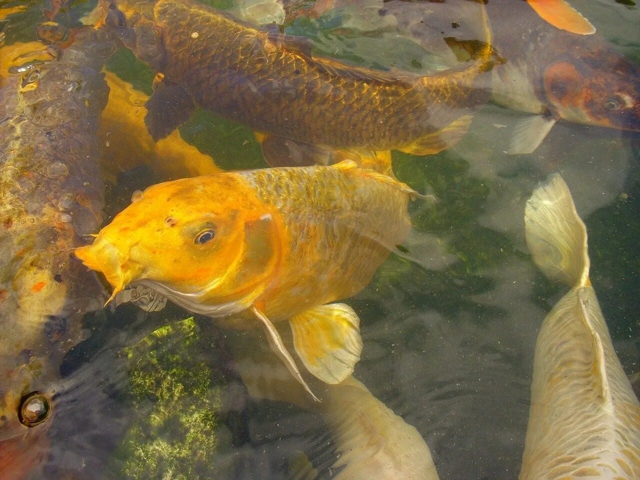 Карп кои золотой вуалевый. Карп-кои (Cyprinus Carpio). Сазан (Cyprinus Carpio). Карп КАРПОЛОВ (Алфей Глинник). Золотой карп маклина рыбалка