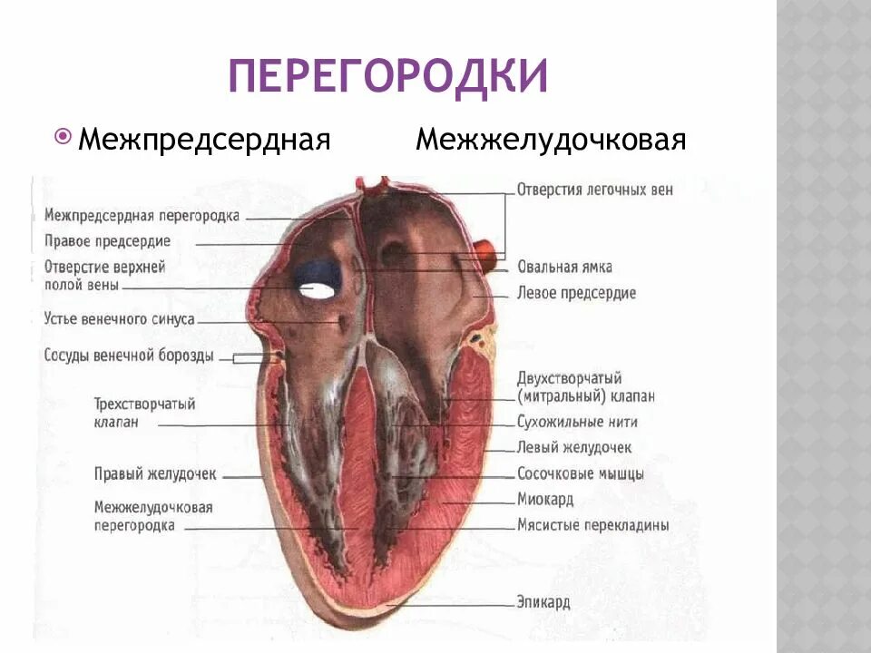 Мышечная перегородка сердца. Строение перегородки сердца. межпредсердная перегородка сердца строение. строение межжелудочковой перегородки. анатомия межжелудочковой перегородки сердца.