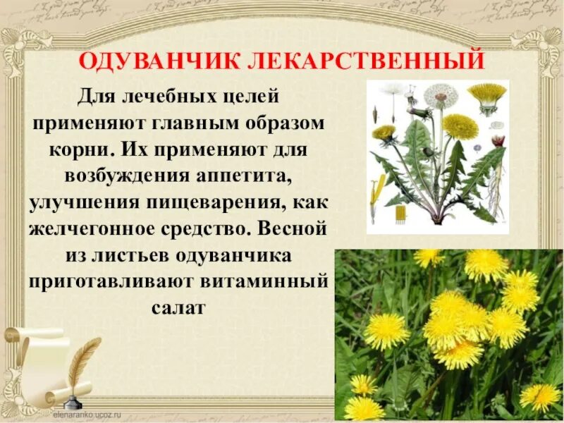 Как использовать одуванчик в лечебных целях. Золотой луг одуванчик пришвин. м пришвин золотой луг 2 класс. одуванчик лекарственный применяется для. презентация на тему одуванчик лекарственный.