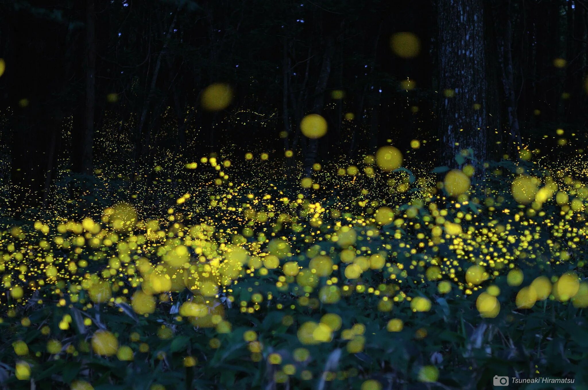 цветы ночью. светлячок фото. цветы светлячки. много светлячков. куала лумпур светлячки.