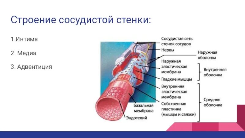 Сосуды состоящие из одного слоя клеток. Строение сосудистой стенки артерий. Адвентиция артерии строение. Строение сосуда адвентиция. Строение стенки сосуда эндотелий.