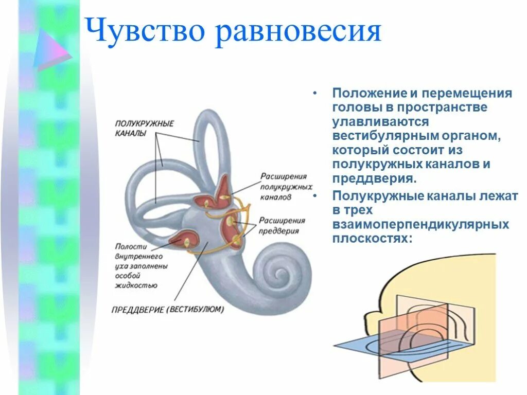 Ощущения равновесия и движения. Полукружные каналы. полукружные каналы плоскости. чувство равновесия. 3 плоскости полукружные каналы.