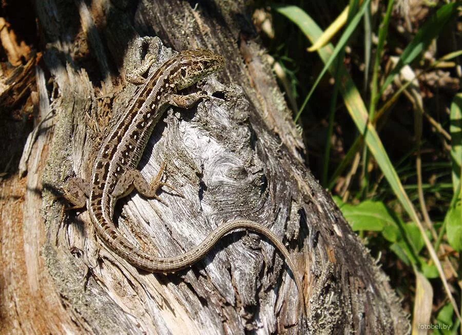 ящерица прыткая в беларуси. гадюка сибирская ядовитая. прыткая ящерица (lacerta agilis l. пресмыкающиеся беларуси. прыткая ящерица lacerta agilis.