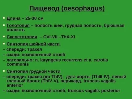 Голотопия