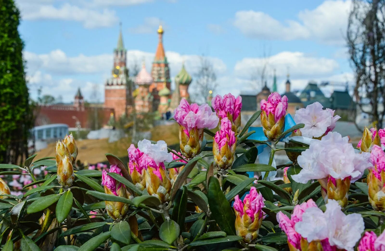 Фото цветов москва