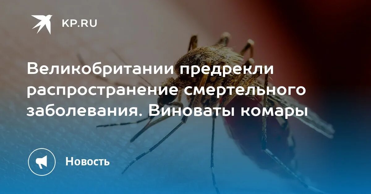 Комары в Финляндии. Болезнь виноваты