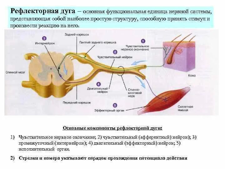 Строение рефлекторной дуги. Рефлекторная дуга 5 отделов. Компоненты рефлекторной дуги спинного мозга. Основные звенья рефлекторной дуги.