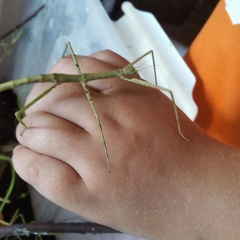 Аннамский палочник маленький. Аннамский палочник. Baculum extradentatum - аннамский палочник. Аннамский палочник. Нимфа аннамского палочника.