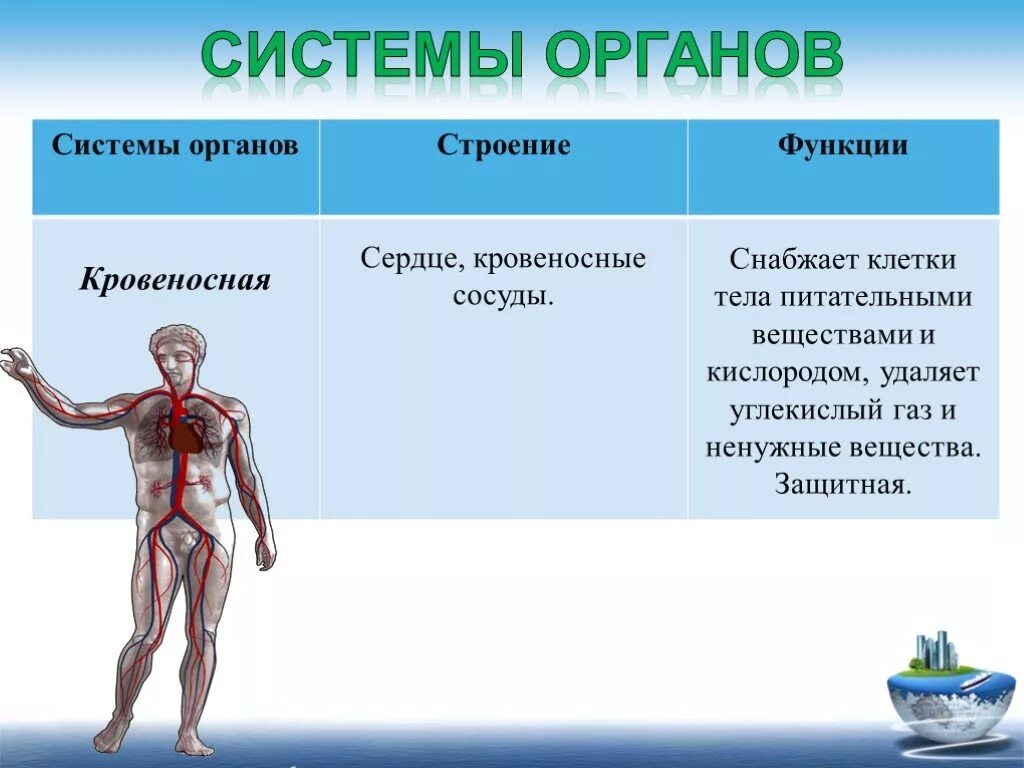 Кровеносная система особенности строения и функции. Органы кровеносной системы и их функции. Кровеносная система функции системы. Функции систем органов.