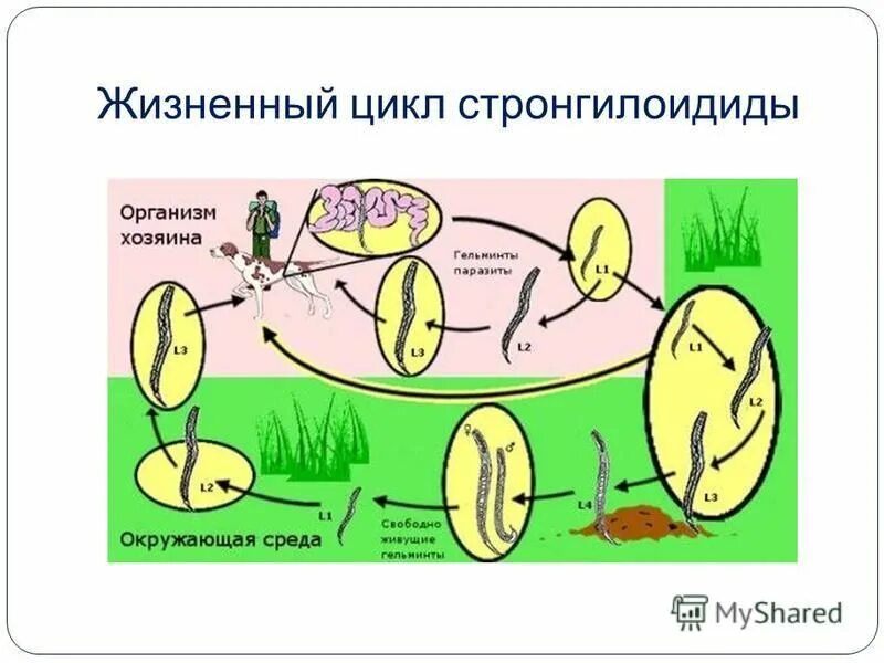 Strongyloides stercoralis жизненный цикл. Кишечный цикл. Кишечный цикл. Цикл развития угрицы кишечной схема. Нематод strongyloides stercoralis.