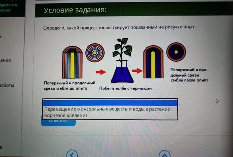 На представленном рисунке показан опыт иллюстрирующий