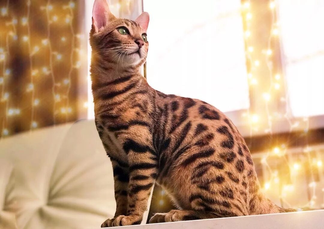 Бенгальская кошка. Сибирский бенгал. Бенгальская короткошерстная кошка. Кошка пятнистая Бенгальская. Хорошая кошка бенгальская
