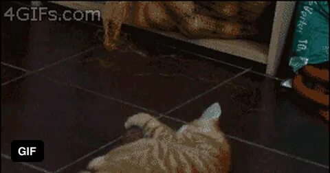 Кот упал на пол