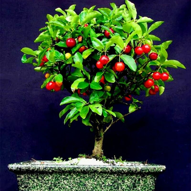 Плодовое дерево дома. Плодовое дерево дома. Карликовый комнатный фруктовое плодовое дерево. Колоновидная мандарин. Колоновидная яблоня в горшке.